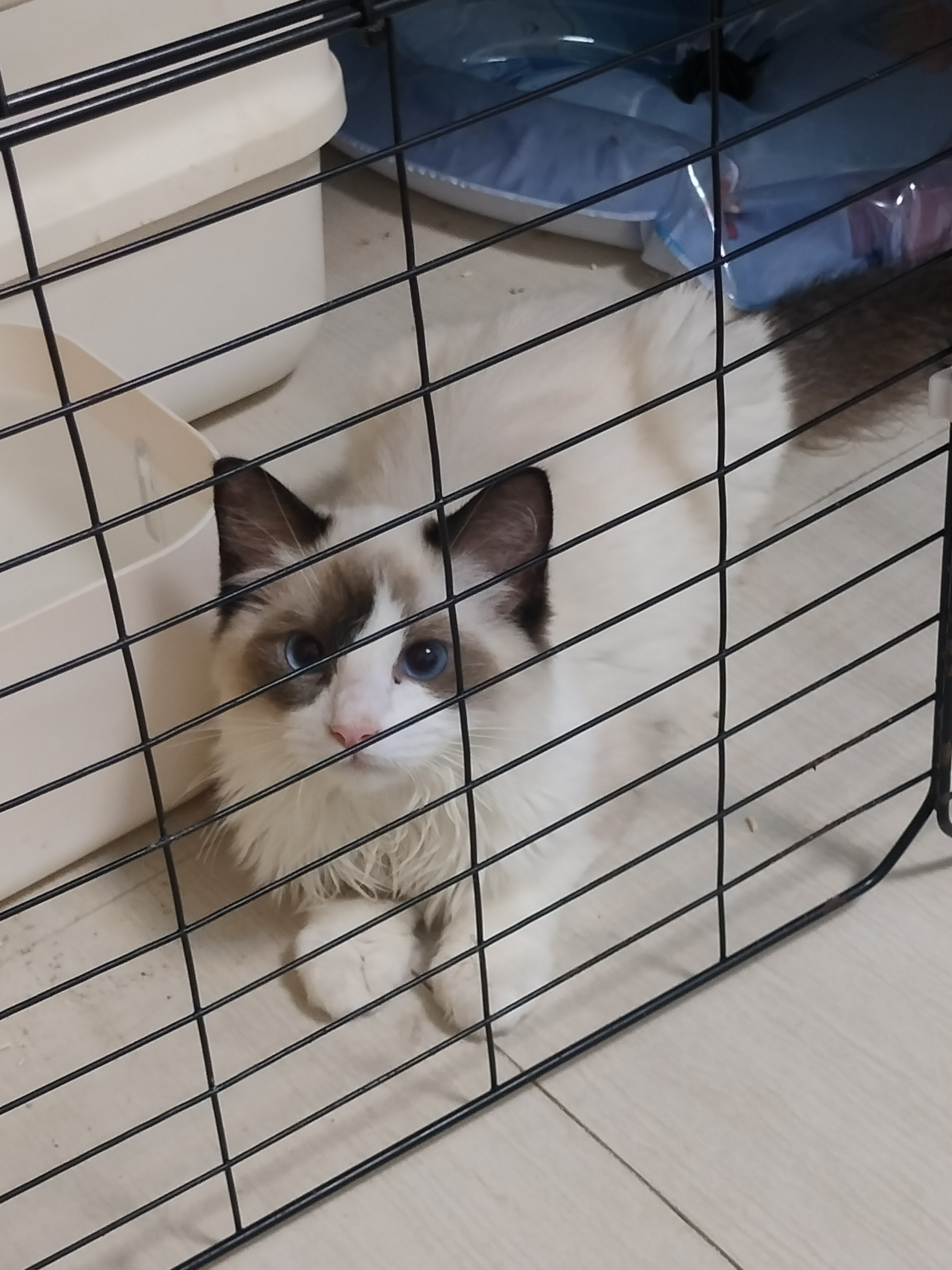 清一色布偶猫